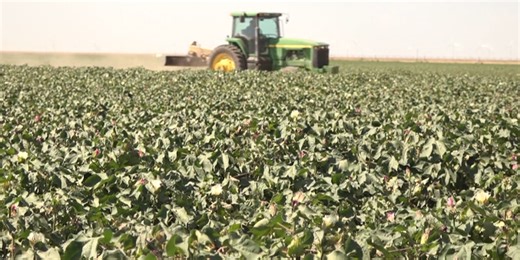 Crop insurance explained: a safety net, not an income