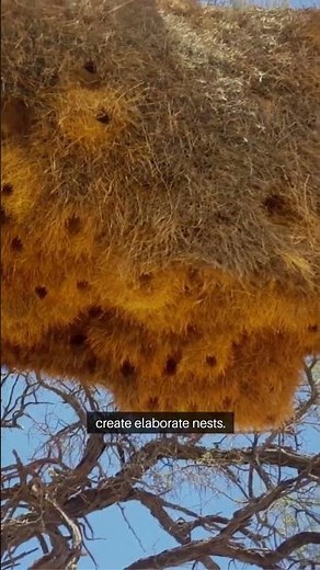 Nature’s Architects: Amazing Animal Homes