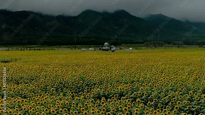 Fields Of Gold Sunflowers; Slow Aerial Pan Out Over A Renewal Energy Farm Producing And Harvesting Crops To Create Food, Cooking Oil, And Biodiesel.