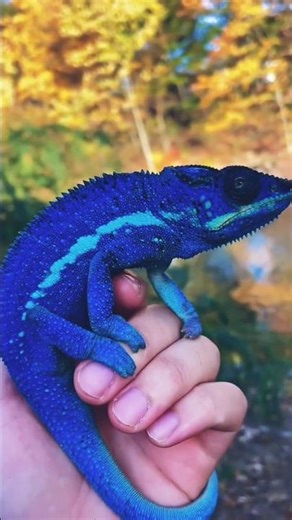 Slow motion animal blue #wildlife #animals #wildlife