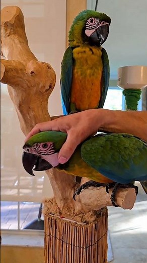 How to properly hold the bird.Please follow and share to help more birds#tropicalavianoasisandrescue