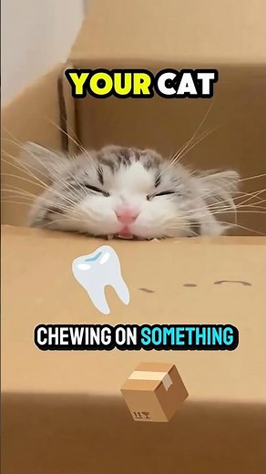 Why Your Cat Chews on Weird Things 😺❗It’s NOT What You Think! #cat