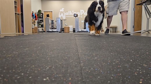 OrthoPets on Instagram: "When your new orthotic has you walking like 🐾✨💃 Mayo = cuteness overload + major comeback energy. 💙 Shoutout to @walkingpawsrehab for helping her strut her stuff! #OrthoticGlowUp #OrthoPets #WalkingPawsRehab #HappyDogVibes"