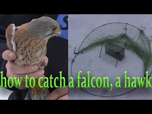 how to catch a falcon, a hawk