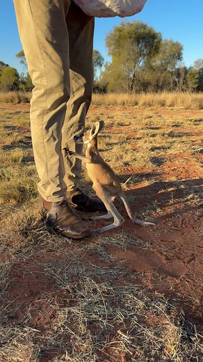 First Hops of Orphaned JJ: A Kangaroo's Journey