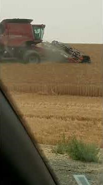 Palouse wheat harvest 2018