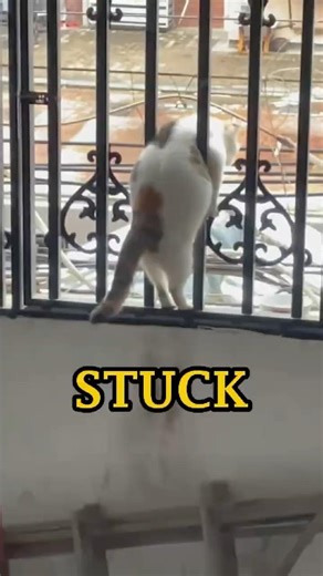 These Cats Forgot About Gravity… 😹 #funny #cat #shorts