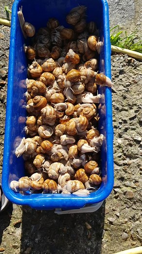 Preparation er nettoyage de 450 escargots de bourgogne | Jean-paul Wattiez