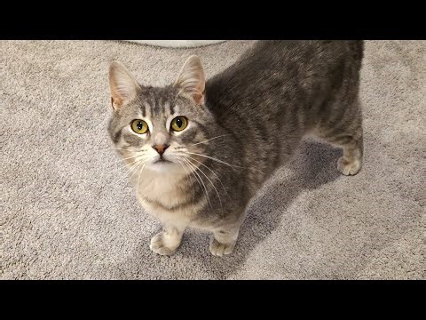 Chatty tabby cat Bunny keeps meowing until she gets what she wants