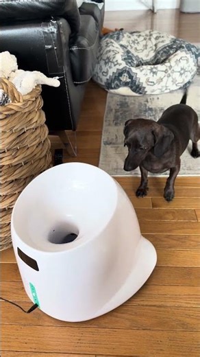 Dachshund and Her Automatic Ball Launcher