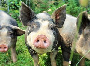Berkshire Pigs: All You Need to Know