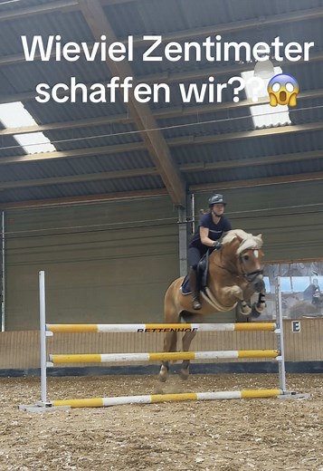 Höchste Sprünge im Springreiten mit Haflingern