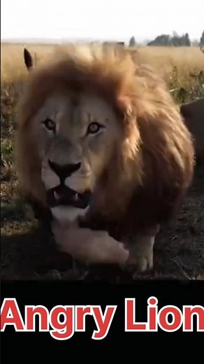 Angry Lion Sound 🦁🔊