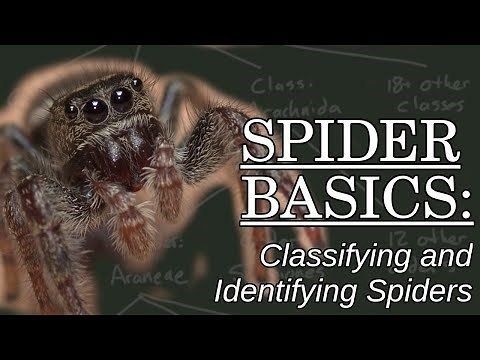 Classifying and Identifying Spiders - Spider Basics: Beyond the Eight Legs, Episode 4