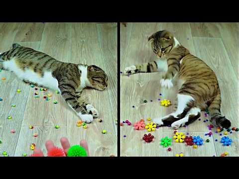 Funny Cat Barsik and Vasj Beads Domino Marbles Reverse Video