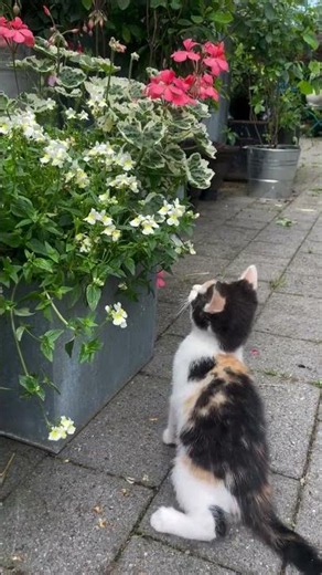 Little calico kitten is entranced by the dancing butterfly. which did flutter away in the end Follo
