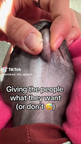 Sphynx Cat Gunk Removal: A Complete Clean-Up