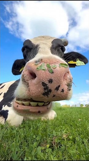 Smart Collar That Guides Cows 🐄