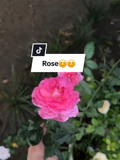 Roses in my garden❤️❤️❤️ #berkebun #mawar #bungagarbera #cessgarden #fyp