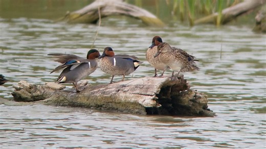 36K views · 1.6K reactions | Cool Green Winged Teal! | Swift Waters | Facebook