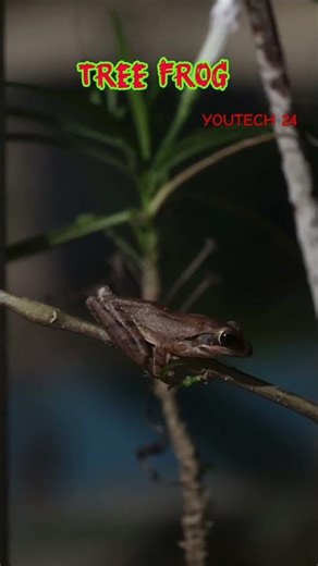 TREE FROG #amazing frogs #treeFrogs