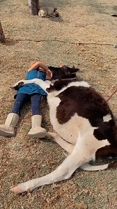 6.6K views · 64 reactions | Girl Sings to Spoiled Cow || ViralHog #funny #funnyvideo #funnystories #comedy #funny #pranks #viral #shorts #funny #fails #laughcatalog #shorts #fails #funnyvideo #trendingvideo #sandysaha #FBshorts #FBreels #shortvideos #shorts #reels | Somix Fan | Facebook