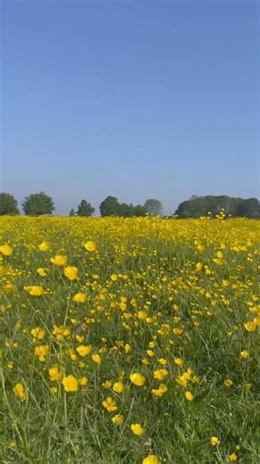 3.4K views · 66 reactions | Fields of gold  The buttercups are out in full force down at the West Common! | Visit Lincoln | Facebook