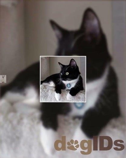 Colorful Designer Cat ID Tags by Andrew - 7 Designs