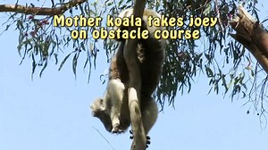 2.3K views · 274 reactions | Baby koalas have to learn as much as...
