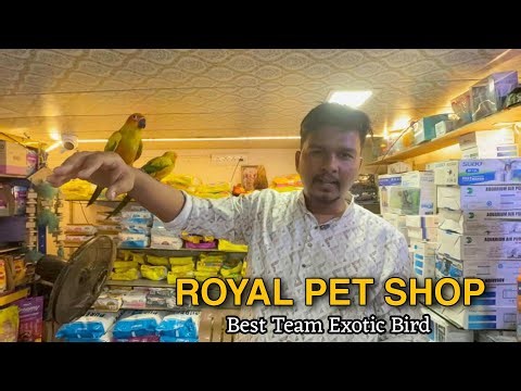 Persian cat baby Available In Royal pet shop Panvel Navi Mumbai|Best Team Exotic Bird