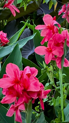 8.1K views · 426 reactions | These stunning pink and orange Canna...