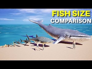 Fish Size Comparison 3D