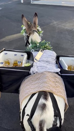 Nacho is wedding ready. #beerburro #wedding #party #animals #funny #donkey #bride #groom #donkeysoftiktok
