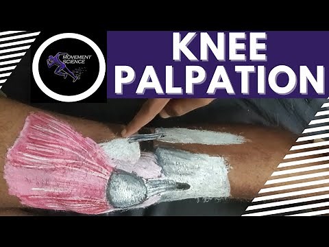KNEE PALPATION (PRACTICAL DEMONSTRATION)Physiotherapy Tutorials