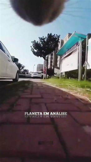 GATO FILHOTE com CACHORROS em momento gravado por câmera no peito #Gatos #Pets 🐾📹