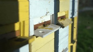 Authentic Hive Activity Bees Work Tirelessly Stock Footage Video (100% Royalty-free) 3739901991 | Shutterstock