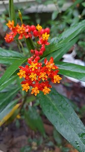 51 reactions | Asclepias curassavica, florece principlamente na primavera e pode ser podada e volta a crescer, não precisa de muitos cuidados e coloca as flores laranja com amarelo. | Abner Alves | Facebook