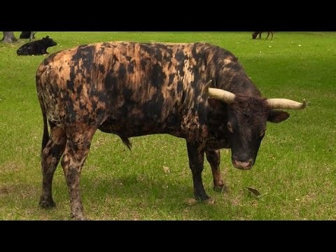 America's Secret Livestock: 3 Underrated Breeds You NEED to Know!