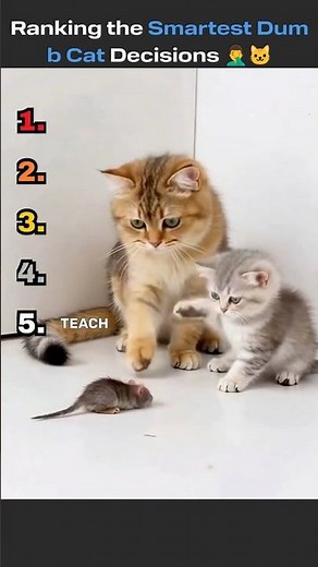Ranking the Smartest Dumb Cat Decisions 🤦‍♂️🐱 #cat #funny #tiktok