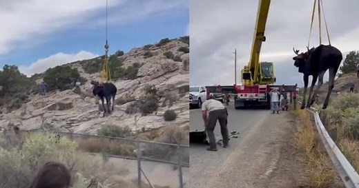 VIDEO: Crane used to rescue moose stranded in canal near Vernal