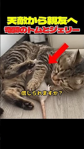 I got it to catch mice, but...