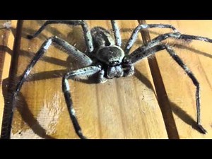 Massive huntsman spider