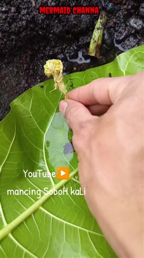 channa, channa mereya, channa barca jumbo, channa limbata, channa maru, channa asiatica, channa barca, channa auranti, channa andrao, channa stewarti, channa red barito, channa argus, channa albino, channa aurantimaculata, channa auranti kecil, channa auranti jumbo, channa asiatica ws, channa asiatica jumbo, a channel, a channels, a channel song, a channel video, a channel korea eng sub, a channel anime, a channel korea, a channel anime op, a channel tooru, a channel hi walter, channa blue pulch