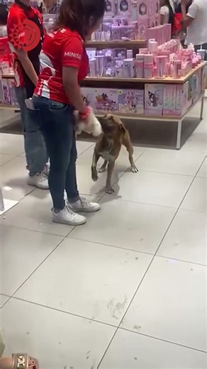 En Nochebuena, personas cooperan para dar un regalo a un perrito en Mérida
