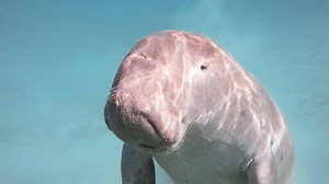 10 Notable Facts About Dugongs