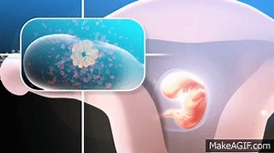 Ovulation & the menstrual cycle - Narrated 3D animation on Make a GIF