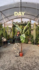 Variegated Banana Plant, Day 8 — those bold cream and green stripes are absolutely thriving and putting in serious work! Watching those leaves unfurl is pure magic, and the contrast? Unmatched. This one’s giving tropical drama in the best way possible. #bananaplant #variegated | Plants Alive!