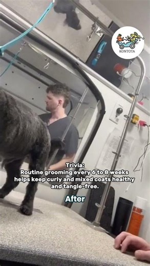 Schnoodle Gets a Fresh Summer Cut #shorts