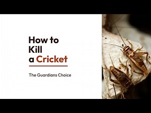 How to Kill a Cricket that's Loose in Your House | The Guardian's Choice
