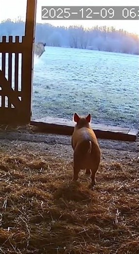 Unexpected Barn Visitor: Giant Boar Surprises Piglet! 🐗🐖 #wildlife #farmlife #surprise #animals
